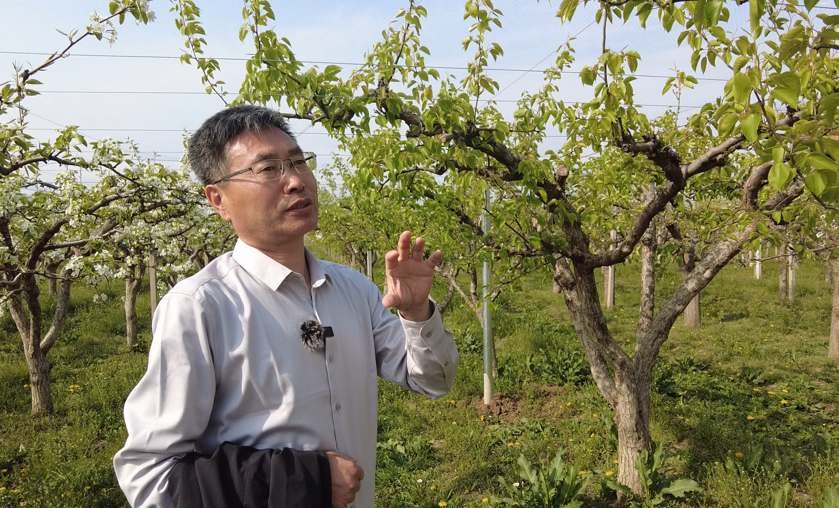 “独树”一“质” 书写北纬40度香甜传奇电子pg全面振兴·辽宁担当丨海城南果梨：(图5)